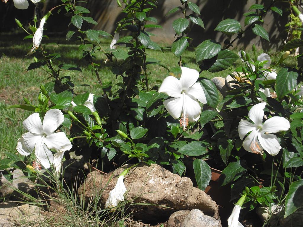 B&B Hibiscus Capoterra Exteriér fotografie