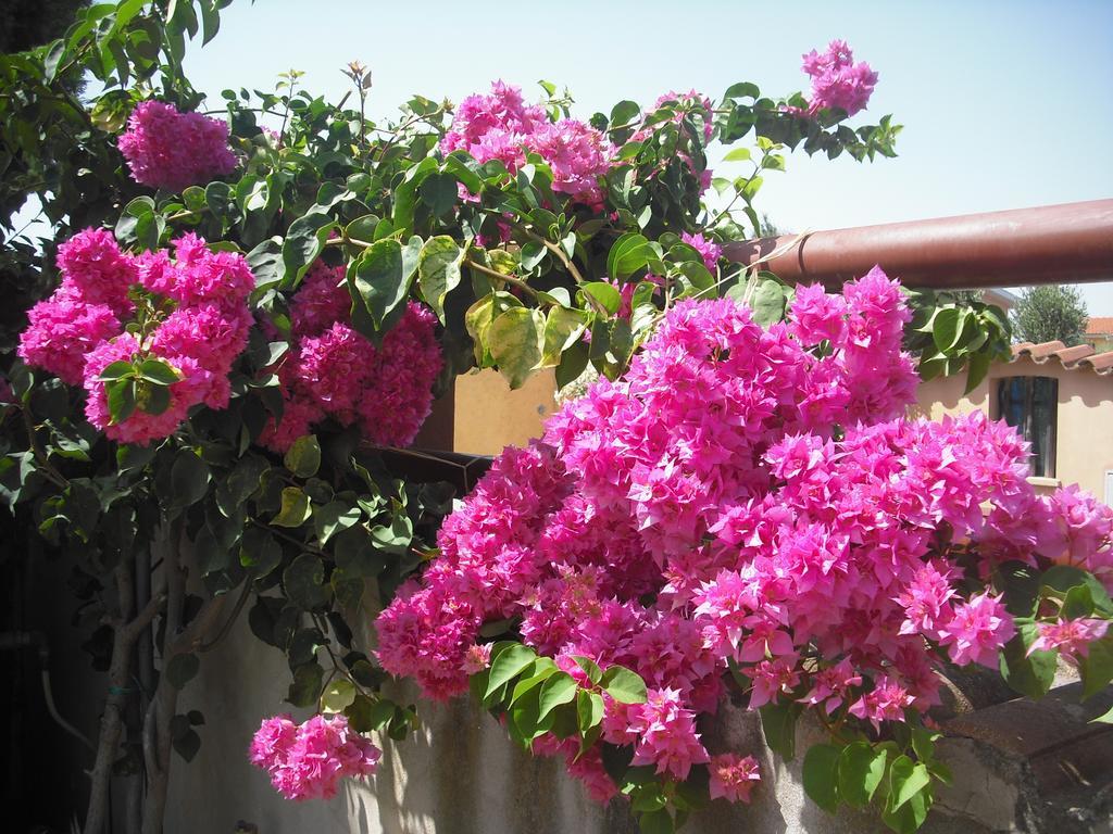 B&B Hibiscus Capoterra Exteriér fotografie
