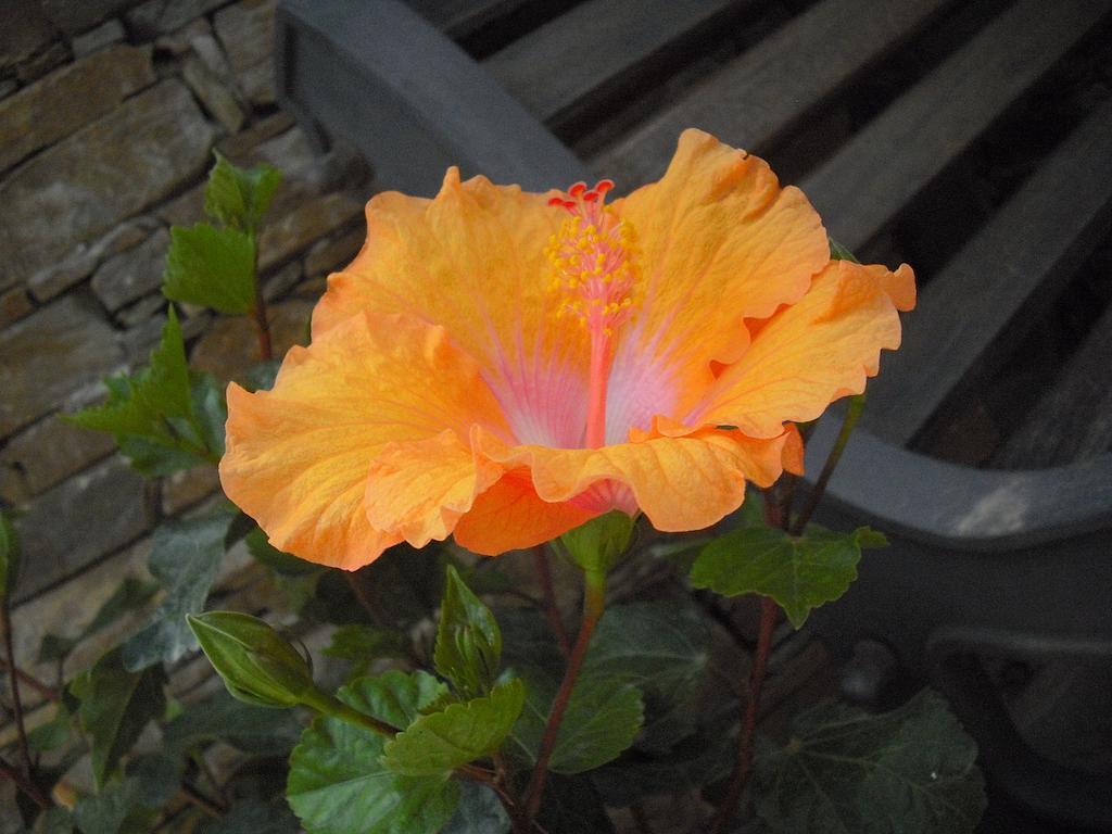 B&B Hibiscus Capoterra Exteriér fotografie