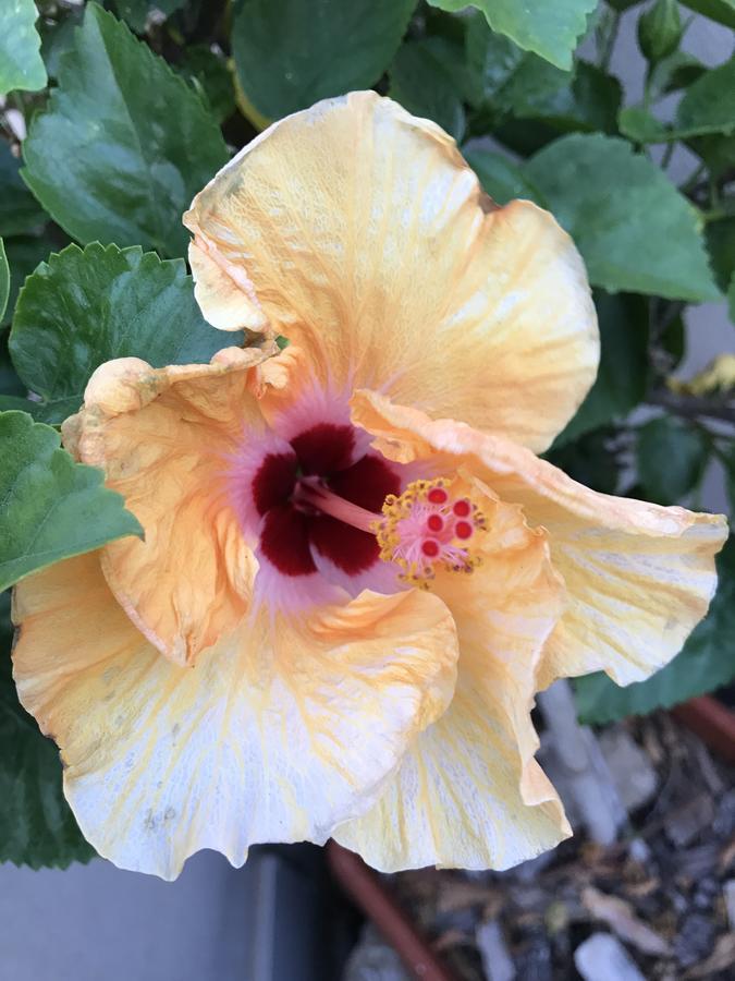 B&B Hibiscus Capoterra Exteriér fotografie